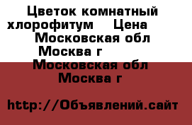 Цветок комнатный хлорофитум. › Цена ­ 500 - Московская обл., Москва г.  »    . Московская обл.,Москва г.